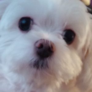 Meet your Posher, Penny